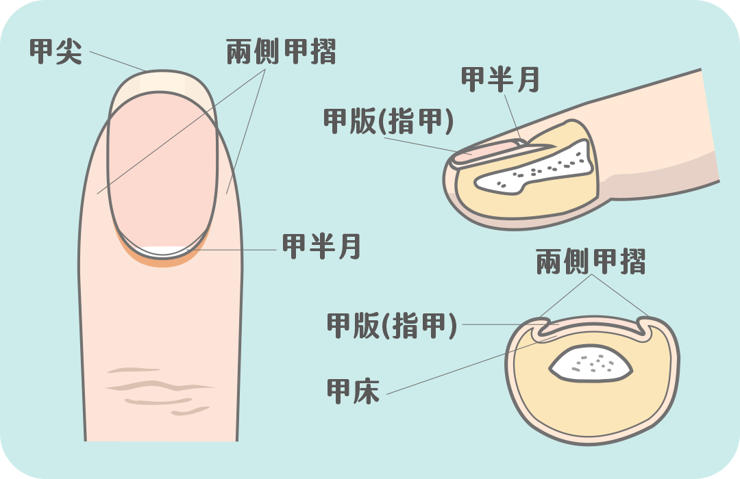 認識指甲構造