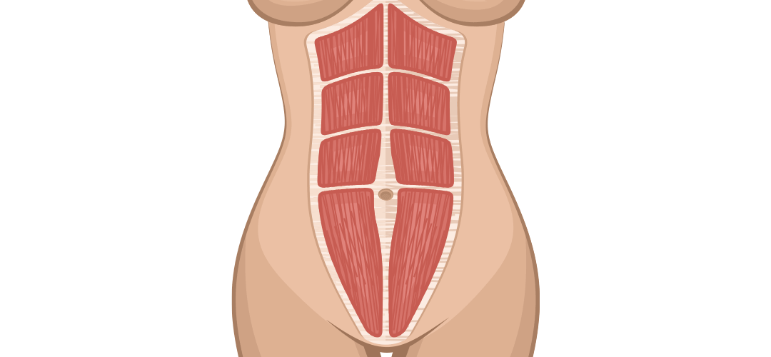 腹部拉皮手術後肌肉模擬圖