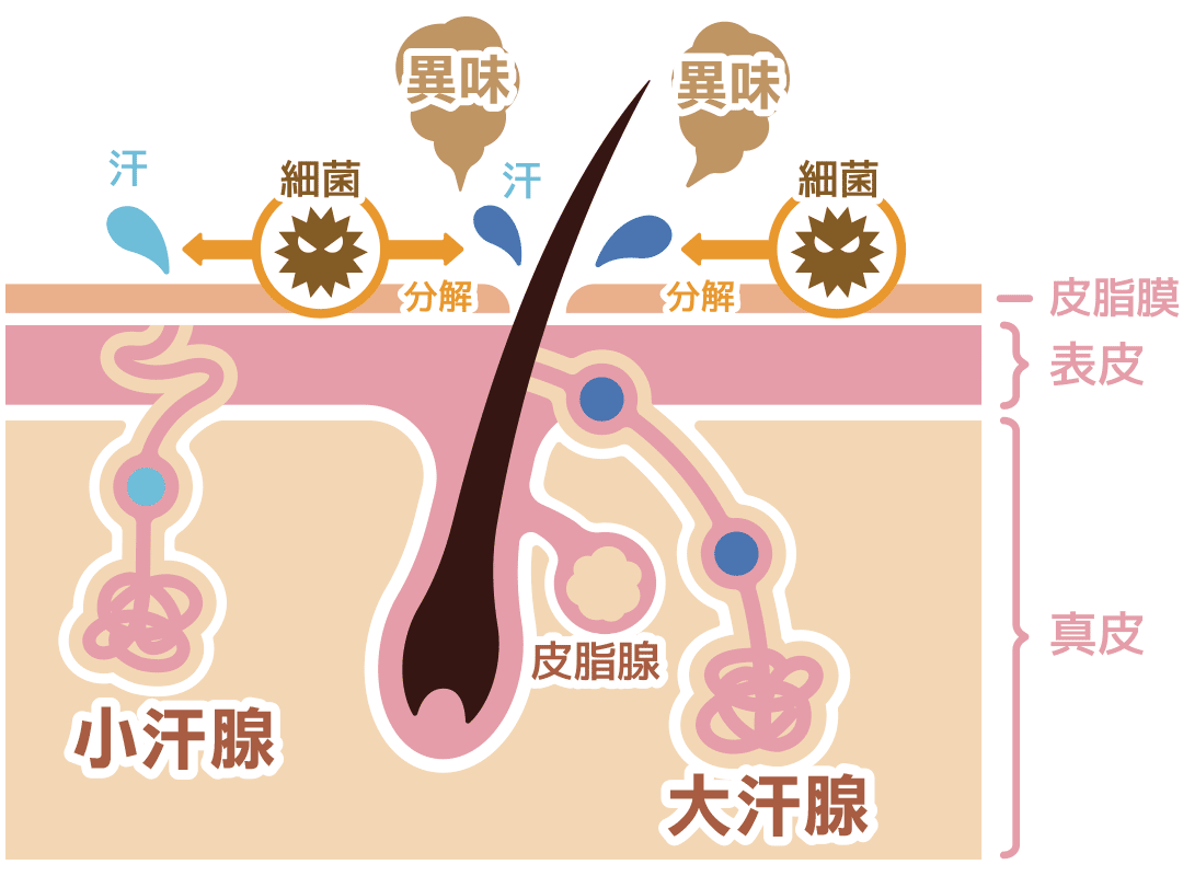 狐臭成因